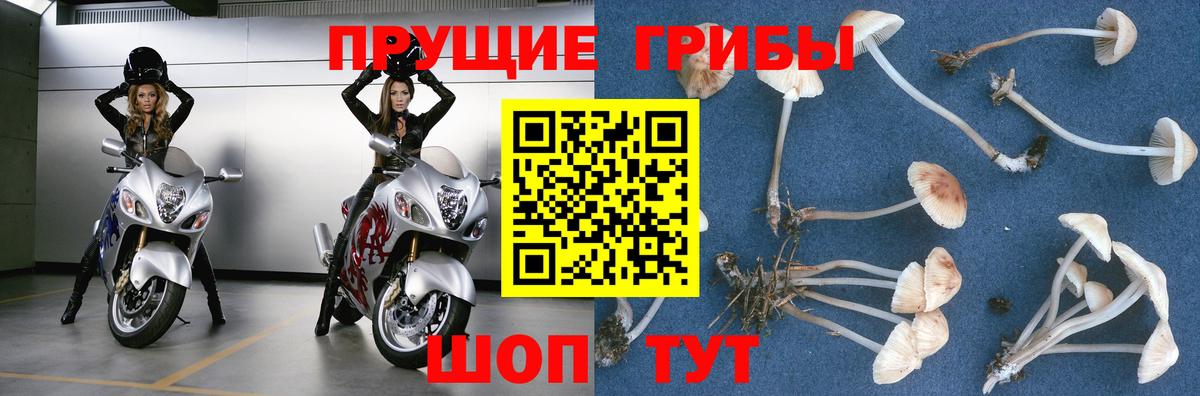 Галлюциногенные грибы Psilocybine cubensis Чайковский